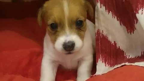 Jack Russell Puppy Has Adorable Bedtime Routine