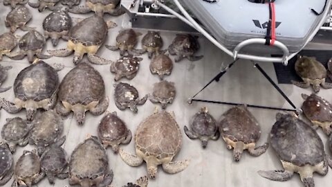 Texans Rescue Sea Turtles From Frigid Waters