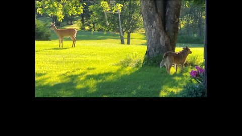 Dog and deer living in peace