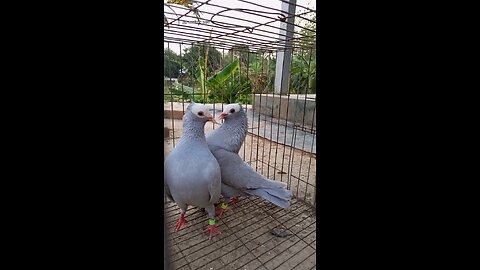 Mukhi Pigeon 😱💞 -- #shorts #trending #pigeon