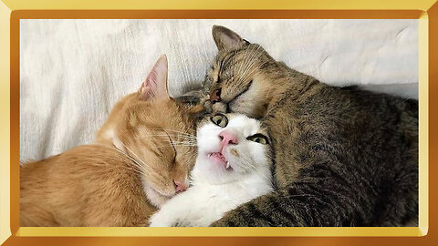 Meow Love: Witness the Most Adorable Cat Romance Ever!