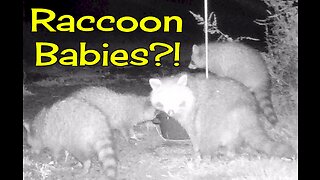 Baby Raccoons!