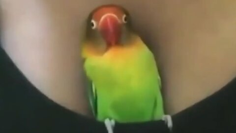 Compilation of funny birds and parrots # 7 🦜