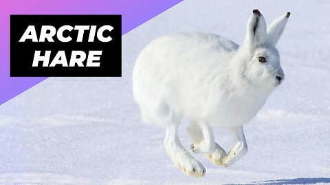 Arctic Hare 🐰 The Cutest Snowball Of The Arctic