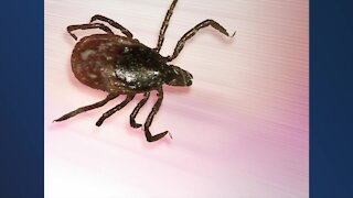 How to protect your family against ticks