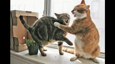 Cat Talking with mom