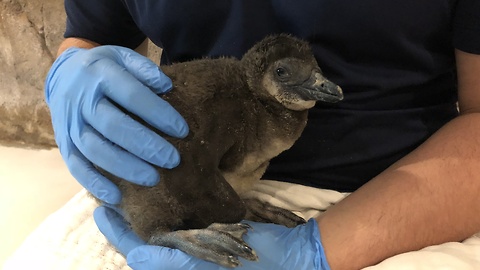 You have to meet this baby penguin at Odysea Aquarium