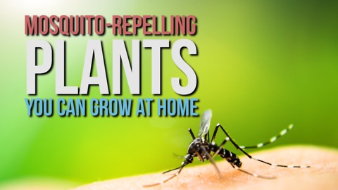 Mosquito-Repelling Plants You Can Grow at Home
