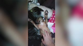 Dog and Cat Snuggling Together Is Too ADORABLE