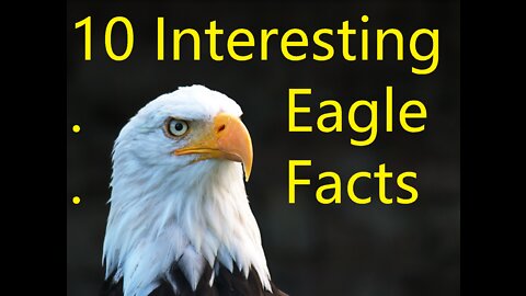 10 Amazing facts About Eagles #shorts