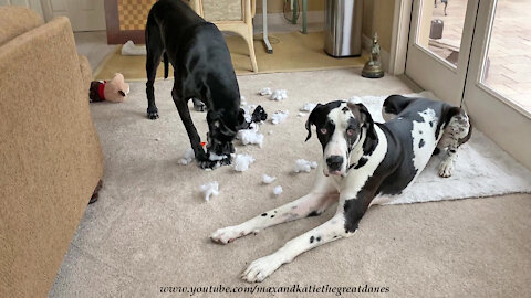 Innocent Great Dane Watches Toy Get Destuffed And Desqueaked