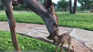 Ung antilope adopterer en foreldreløs venn
