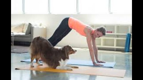 Pets yoga, watch cute pets do yoga 😊😊