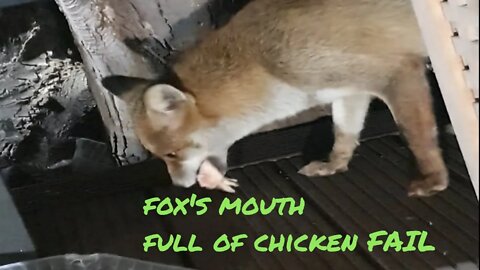 🦊Friendly urban #fox funny FAIL grabs chicken offal dish DISASTER -SHORT