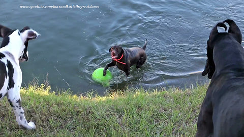 Funny Great Danes and Pointer Dog Playing and Swimming with Jolly Ball