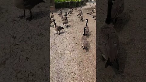 Geese everywhere