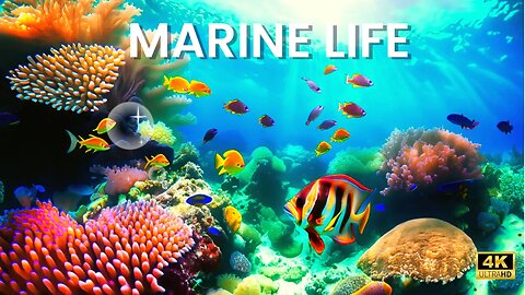 Beautiful Aquarium 4K ULTRA HD 🐠 Relaxing Marine Flora and Fauna Relaxing Ambient Music