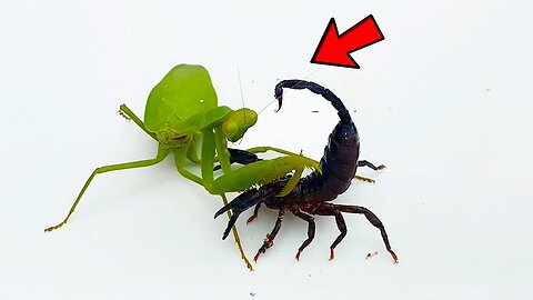 Deadly PRAYING MANTIS vs Venomous SCORPION Educational Scorpion Study