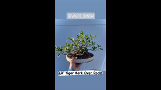 Tiger over rock