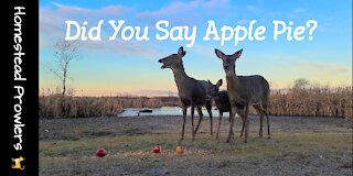 Everyone On The Homestead Loves Apple Pie