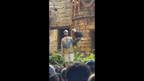 Massive bald eagle at Animal Kindom