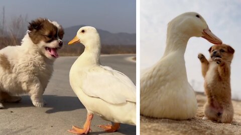 funny dogs |cute dogs |dduck |Susantha11|#funnydogs |#duck