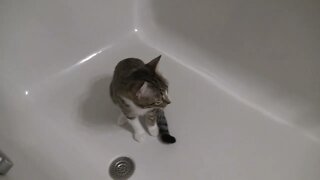 Kitty Seeks a Cool Place in the Bathtub