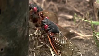 Billions of cicadas will reemerge in Western New York come summer