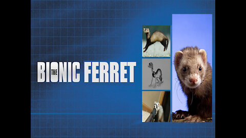 The Bionic Ferret