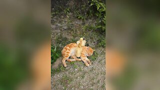 Kitten and Two little ducks