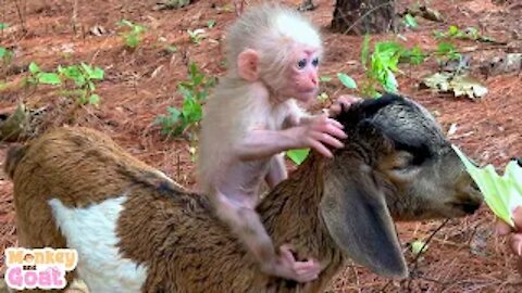 Baby mokey BiBi and goat BeBe are best friends