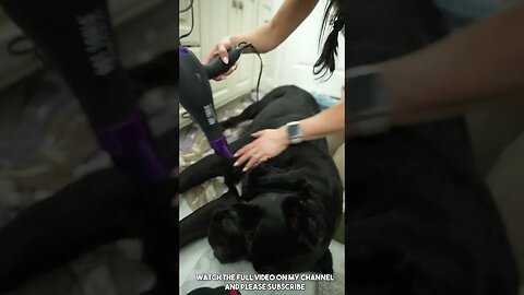 CUTE Dog Falls Asleep Being Blow Dried #shorts #dog #cutedog