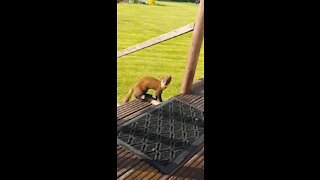 Friendly Pine Marten loves to visit this home's garden