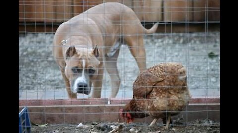 Hilarious Combat between Dog and Chicken