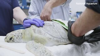 Sea turtle with buoyancy problems to get special, prosthetic shell at the National Aquarium