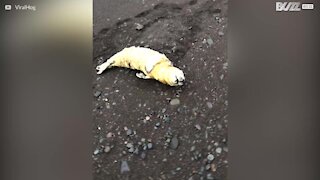Filhote de foca é encontrado sozinho em praia