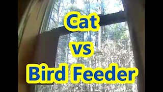 My feral cat Sherlock vs Window Bird Feeder