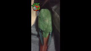 Sleeping baby parrot