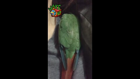 Sleeping baby parrot