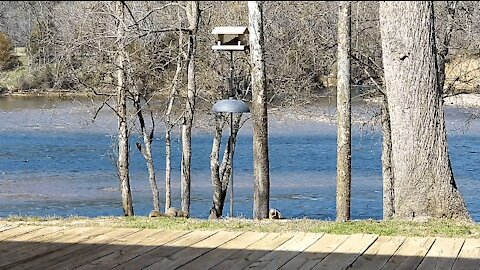 SKANKY TAIL & A FRIEND AT THE FEEDER