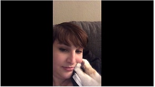 Kitten has strange obsession with owner's face