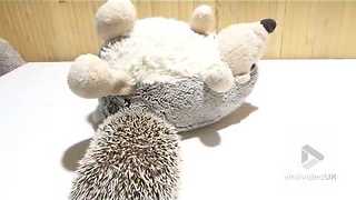 Hedgehog plays with a plush hedgehog