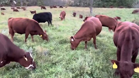 No better place on earth than spending time with our cow mob on green grass!