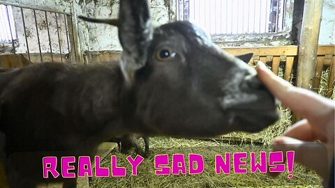 Really Sad News About Our Pregnant Goat!