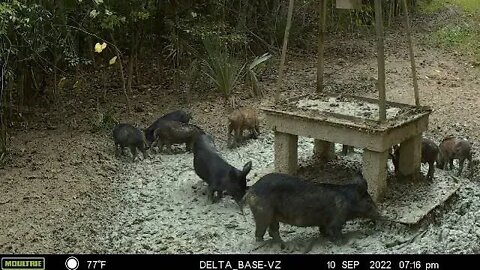 Wait for your shot - The full video - Hog Hunting in Georgia