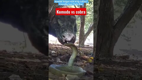 Komodo Dragon hunt King Cobra// Crocodile hunt Fight Ever #viral #animal #komodo #cobra #crocodile