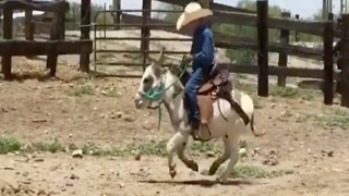 GIDDYUP! Tiny cowboy rides burro best friend - ABC15 Digital