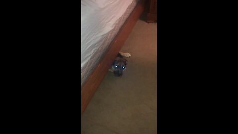 Silly pup no longer fits under the bed, struggles to get out