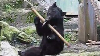 Kungfu-karhu löydettiin Japanista