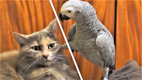 Parrot annoys cat very funny moment enjoy